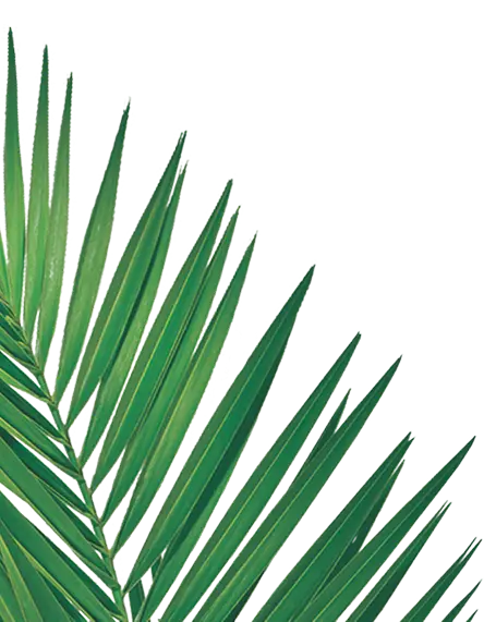 Island Way left palm