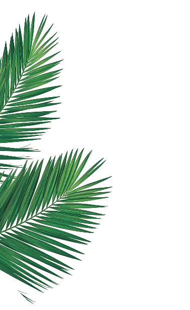 Island Way Palm left